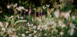 Foto di Annie Spratt su Unsplash