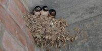 Read more: Slideshow in home page Civitella