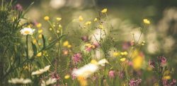 Foto di Kristine Cinate su Unsplash
