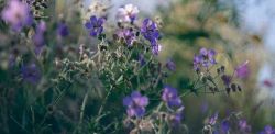 Foto di Ann Gogoleva su Unsplash