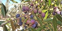 Leggi tutto: Slideshow in home page Ostuni