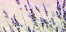 Foto di Janine Jolen su Unsplash