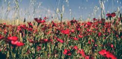 Foto di Tim Mossholder su Unsplash