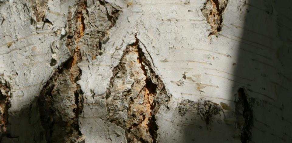 Foto di R G su Unsplash