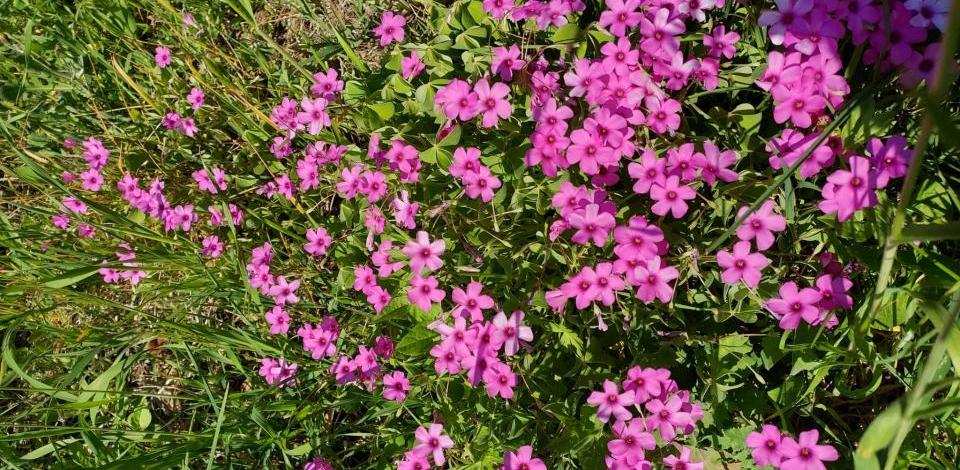 Fiori della fraternità di Civitella San Paolo